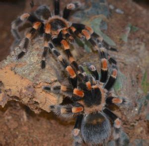 Brachypelma hamorii / smithi (Mexican Red Knee) Care sheet – Jamie's Tarantula Blog