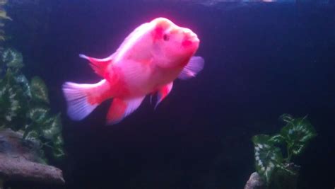 Photo #1 - Red Devil - Jaguar Cichlid, Red Devil, Tiger Shov...