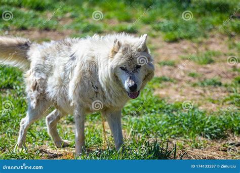 A Wild Wolf pack in a Zoo stock image. Image of dakota - 174133287