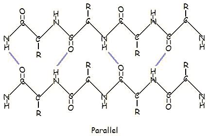 Secondary Structure: β-Pleated Sheet - Chemistry LibreTexts