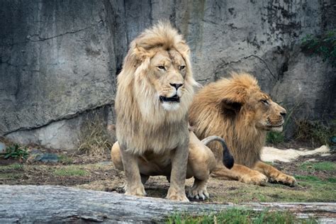 San Francisco Zoo: Tickets, Directions, Attractions and Tours