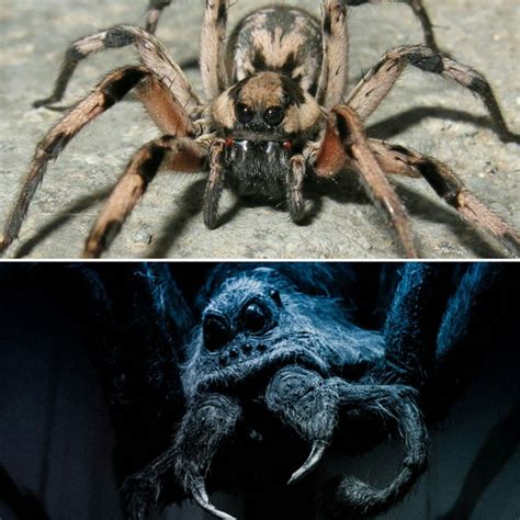 Sturdy Aragog of Harry Potter found in Iran - Tehran Times