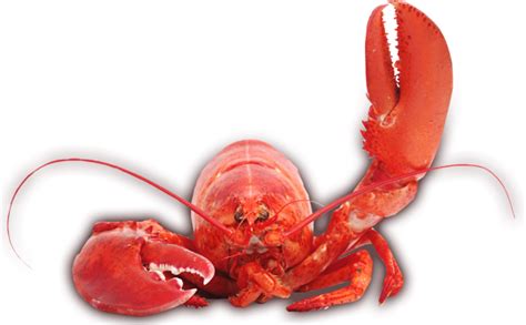 Lobster PNG Image Transparent