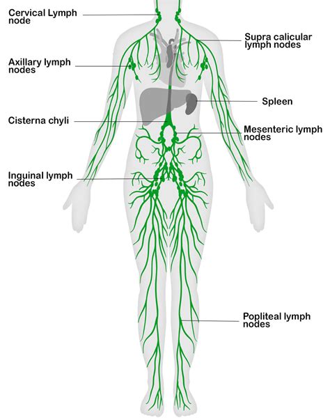 Lymphatic System Poster