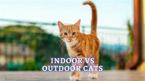 Indoor vs Outdoor Cats: Are outside cats happier than inside cats?