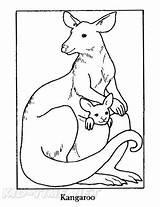 Baby Kangaroo Joey Coloring Book Page sketch template