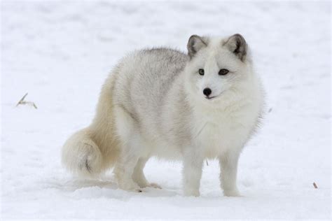 Arctic fox in Snow - Triple "D" Game Farm