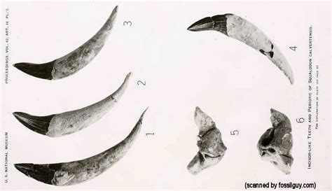 Fossilguy.com: Squalodon - The Shark Toothed Whale - Facts Information about the Prehistoric Whale