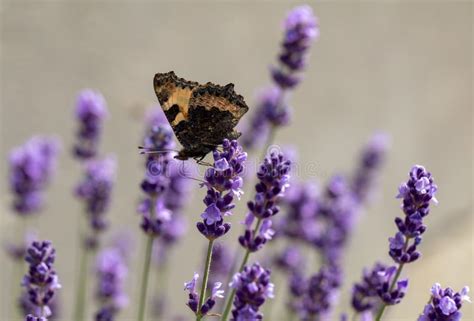 Colorful Butterfly on the Blooming Lavender Flowers Stock Photo - Image ...