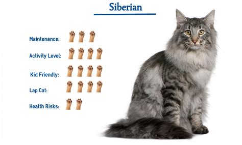 Siberian Cat Breed… Everything That You Need to Know at a Glance!