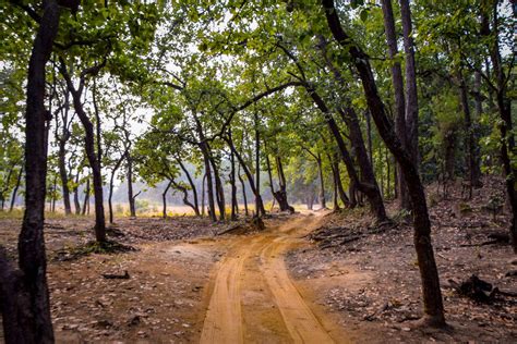 History of Bandhavgarh National Park & Tiger Reserve, MP