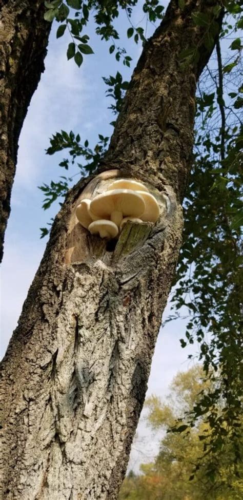 Elm Oyster Mushroom: Identification, Foraging, and Lookalikes - Mushroom Appreciation