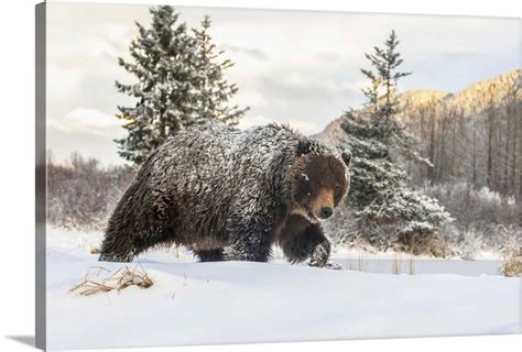 Grizzly Bear Walking In The Snow, Alaska Wildlife Conservation Center ...