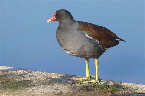 Moorhen Or Coot | Bird Spot