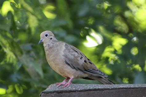 Family Columbidae – A little bit of this, A little bit of that