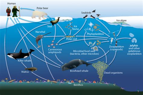 Arctic Wildlife: Get to Know the Polar Cod - Ocean Conservancy