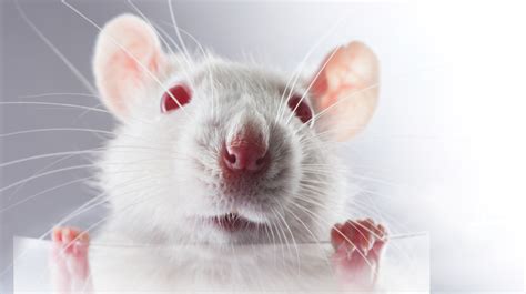 Lab Rats, One And All: That Unsettling Facebook Experiment : NPR