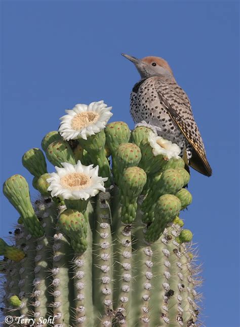 Cactus Jungle - San Francisco Bay Area - Bird on Blooming Saguaro