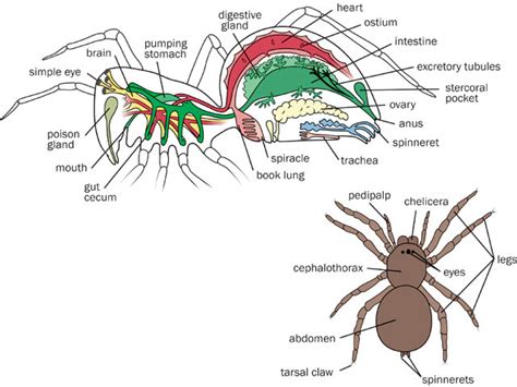 ADW: Chelicerata: SPECIMENS