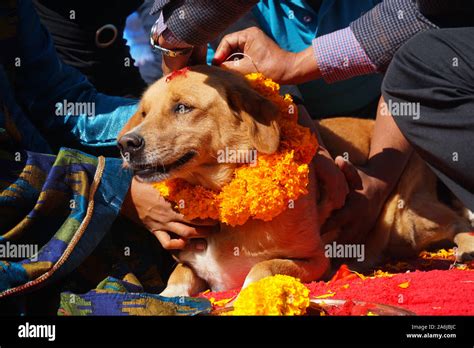 Kukur tihar hi-res stock photography and images - Alamy