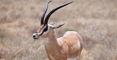 Grant's Gazelle 703157 Stock Photo at Vecteezy