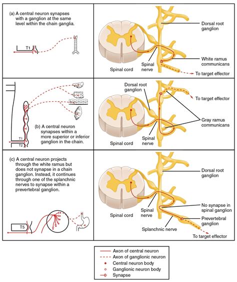 Spinal Nerves Facts | Formation, Function, Division & Summary