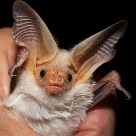 Pallid Bat. Baby Animals, Funny Animals, Cute Animals, Bat Species ...