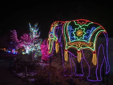 Little Hiccups: Denver Zoo Lights