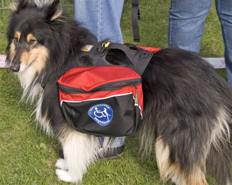 4 Best Service Dog Vests for Working Canines
