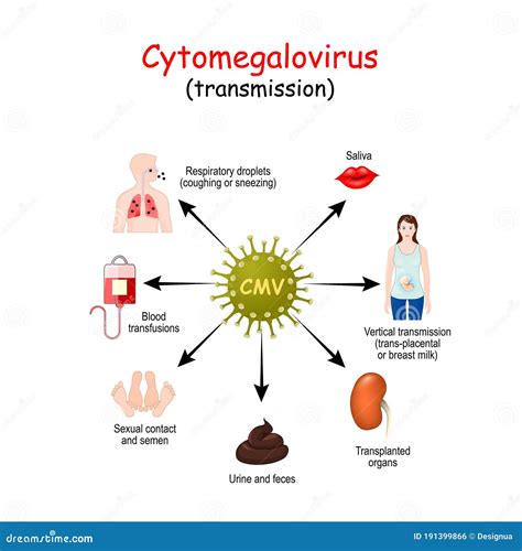 Transmission of Cytomegalovirus Infection Stock Vector - Illustration of blood, human: 191399866