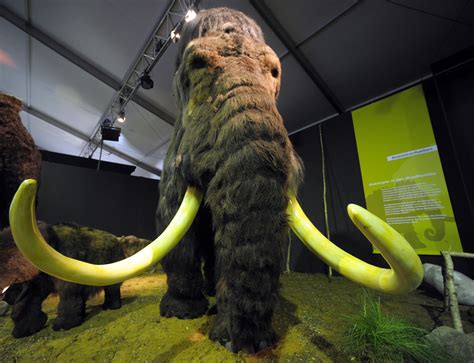 Harvard-led woolly mammoth de-extinction project gets closer to reality – TechCrunch