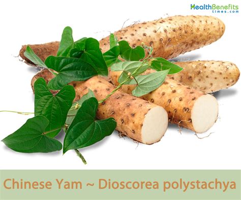 Chinese Yam facts and health benefits