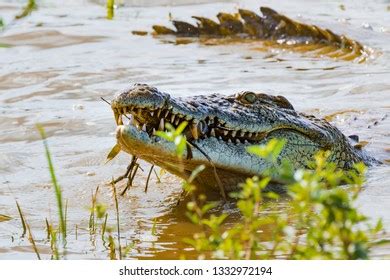 Nile Crocodile Hunting Fish Shallows Stock Photo 1332972194 | Shutterstock