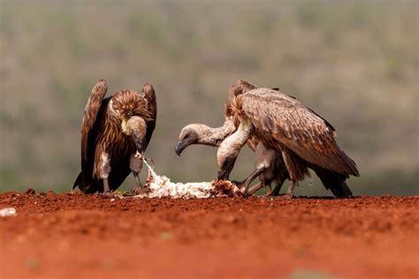 Global efforts to halt the rapid decline of vultures - BirdLife ...