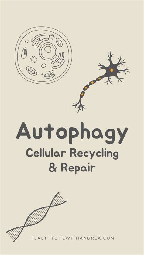 an image of the text autophagy cellular recycling and repair