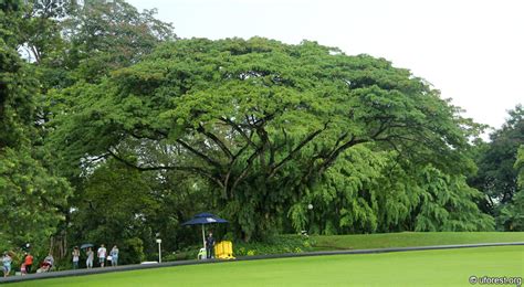 Rain Tree - Albizia saman