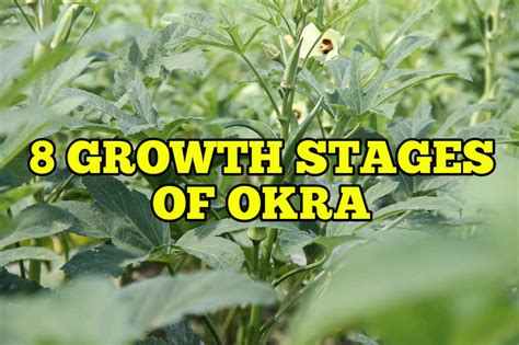 8 Growth Stages of Okra, Life Cycle - Rockets Garden