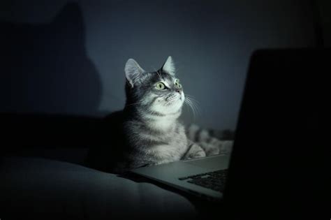 Premium Photo | Cute funny cat with laptop on sofa at home