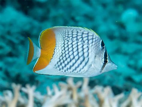 Are Pearlscale Butterflyfish Reef Safe?