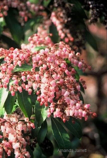 Lily-of-the-Valley Shrub, Pieris japonica - THE GARDEN WEBSITE.COM