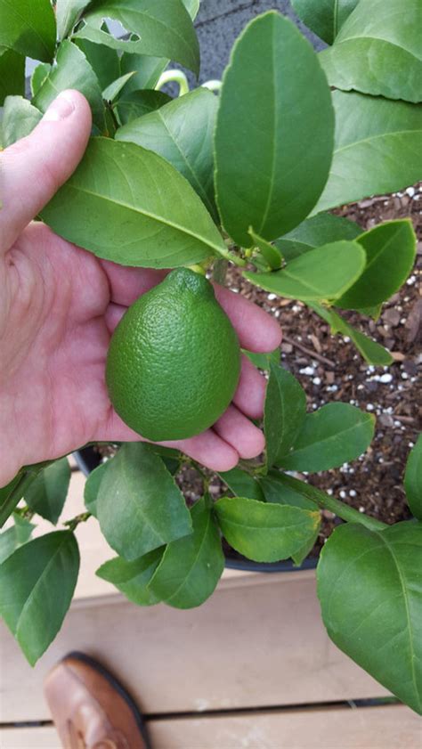 When should I bring my Meyer Lemon tree inside? And pruning?