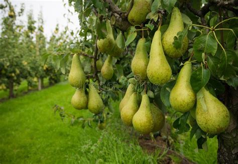 Pear harvest stock image. Image of grower, gelderland - 59617899