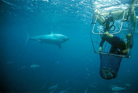 The Best Shark Dive in the World!: Great White and Abalone Diver!