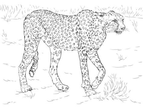 Cheetah coloring page | Free Printable Coloring Pages