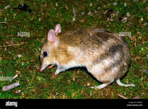 Eastern barred Bandicoot feeding on a meadow Stock Photo - Alamy