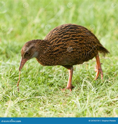 A Curious Weka Bird Hiking The Famous Abel Tasman Coast Track Stock ...