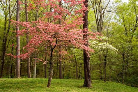 12 Common Flowering Trees For Kentucky Gardens - ProGardenTips