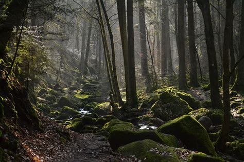 Top Things To Do and See in Black Forest Germany - Bavarian ClockWorks