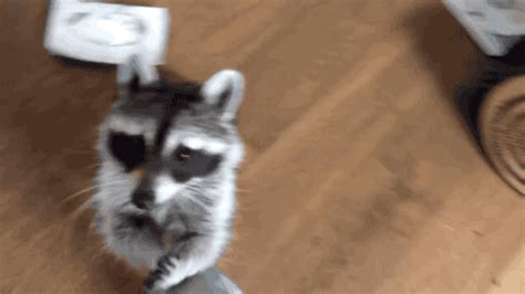 Raccoon Stealing Cat Food Gif - CAT BHW