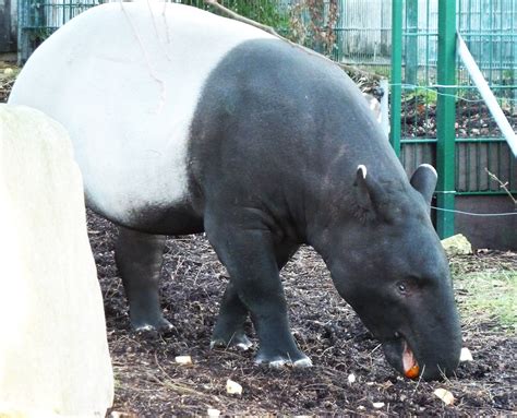 Tapir Pictures and Facts